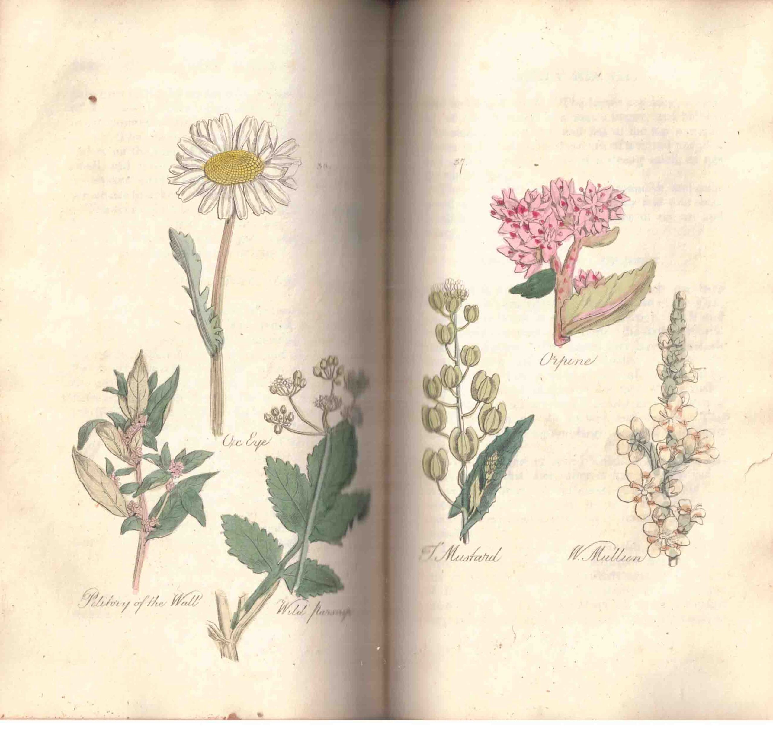 The Family Herbal, or an Account of All Those English Plants, Which Are Remarkable for the Virtues ... - Image 2
