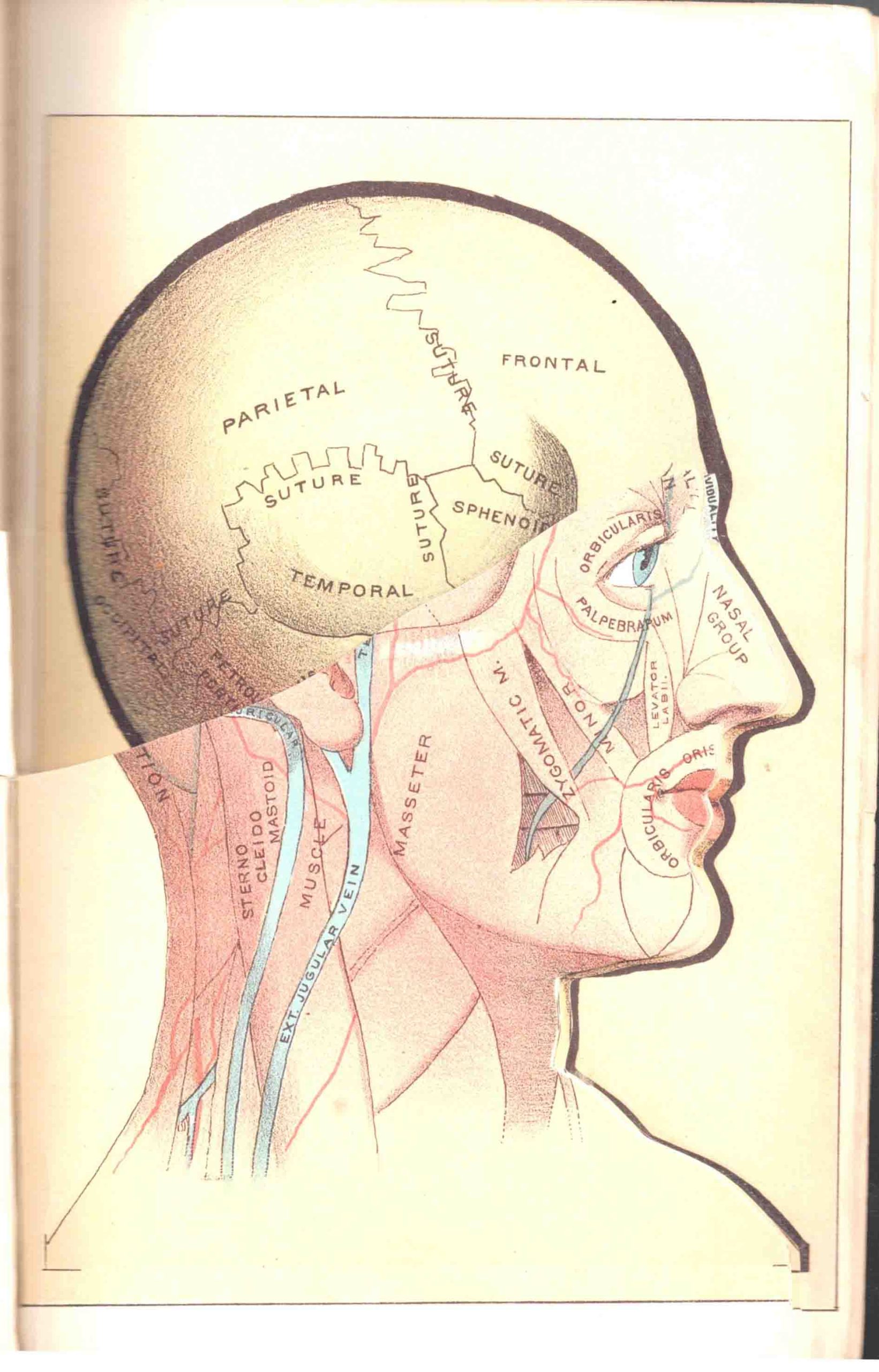 New Warren's Houshold Physician, Enlarged and Revised, being a Brief Description, in Plain Language, of All the Diseases of Men, Women and Children ... - Image 2